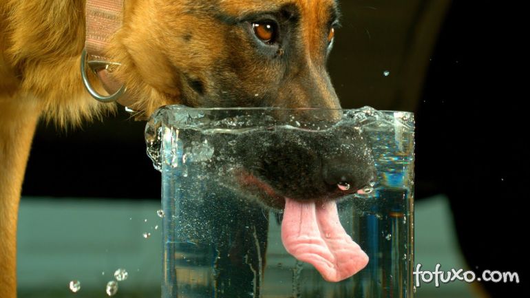 Confira alguns cuidados que se deve ter com a água dos cães