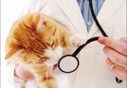 Goiânia pode ganhar hospital veterinário