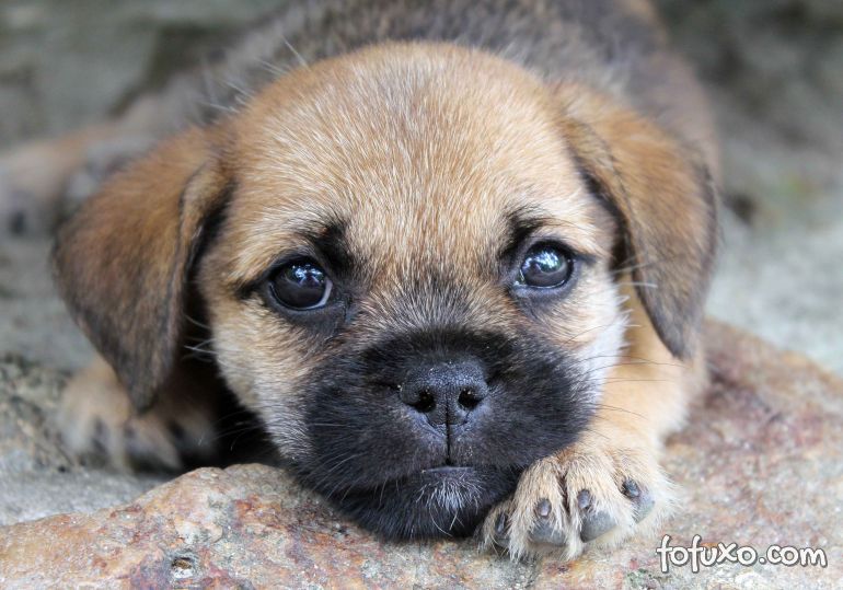 Pesquisa revela as 10 raças de cachorros mais amadas dos brasileiros