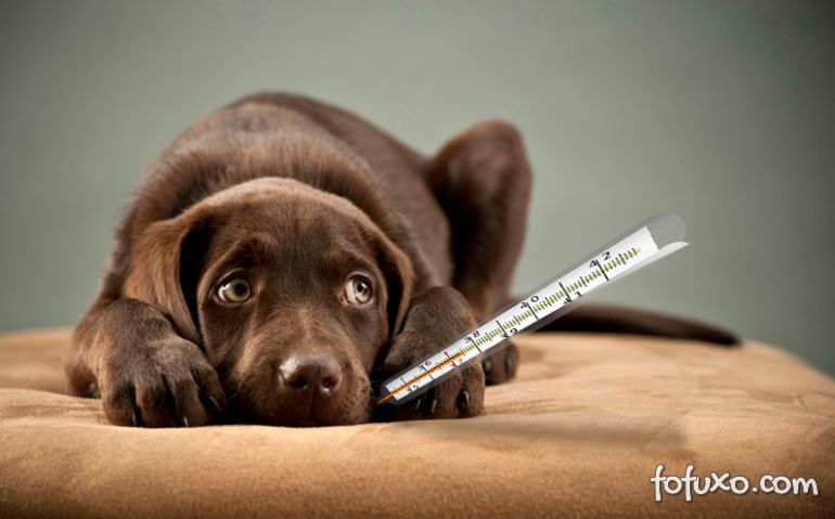 Saiba como identificar a febre em cachorros