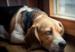 4 dicas para deixar o seu cão feliz e seguro enquanto estiver sozinho