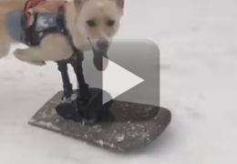Cachorro ganha prótese adaptada em snowboard para brincar na neve nos EUA