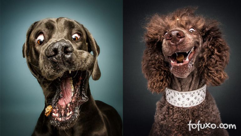 Fotógrafo registra fotos engraçadas de cães tentando pegar comida