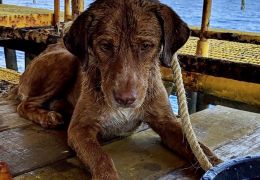 Cachorro é resgatado em alto-mar por trabalhadores de plataforma