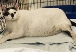 Gato de 18kg procura um novo Lar