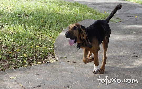 Polícia Baiana terá cão da raça Bloodhound para operações especiais