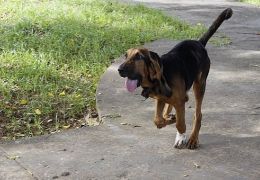 Polícia Baiana terá cão da raça Bloodhound para operações especiais