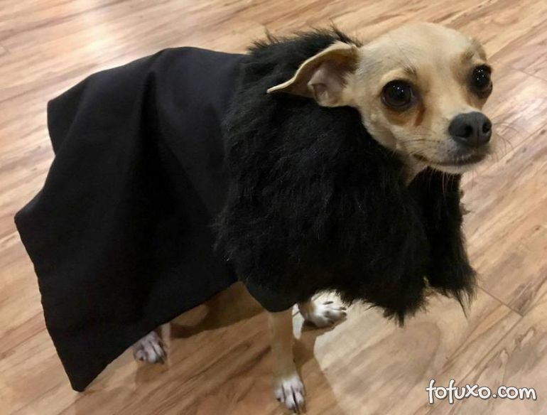 Marca lança roupas inspiradas em Game of Thrones para cães