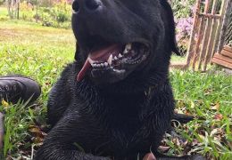 Cão de resgate morre e recebe homenagens em SC