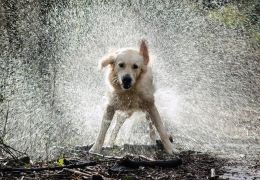 Cachorro pode tomar banho de chuva?