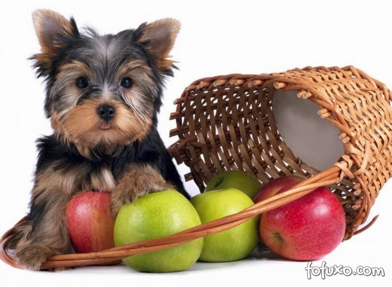 5 frutas que os cachorros podem comer