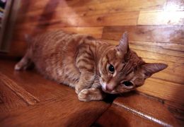 Gatos podem ficar doentes com poeira de casa