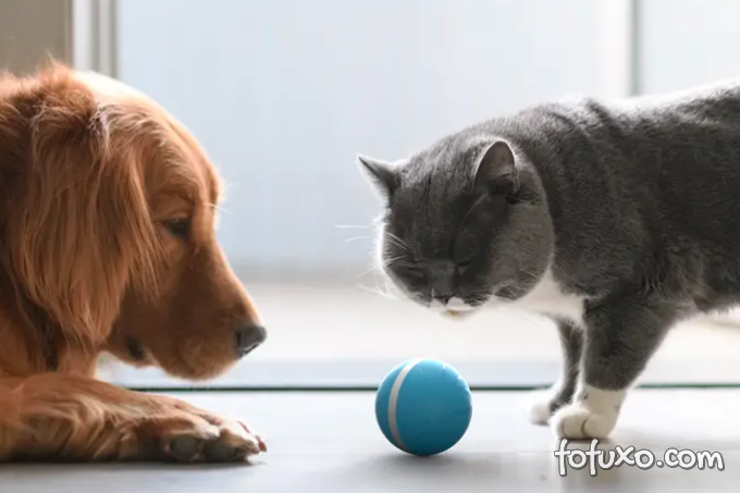 Conheça a bolinha inteligente que brinca com seu pet