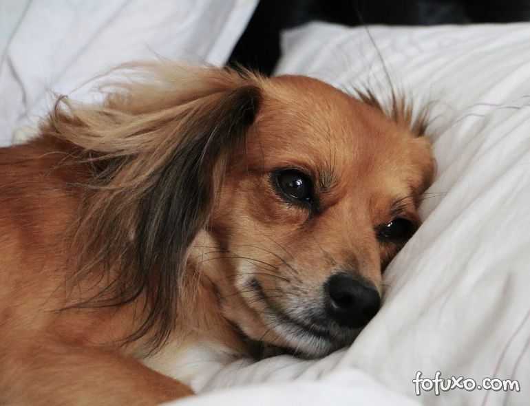 Cachorros também “ficam preocupados” com problemas do dia antes de dormir