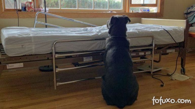 Cachorro permanece ao lado do leito hospitalar depois do dono morrer