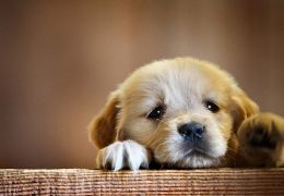 3 atitudes que podem deixar o seu cachorro triste