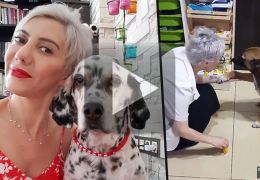 Vídeo mostra cão de rua ferido pedindo ajuda para farmacêutica 