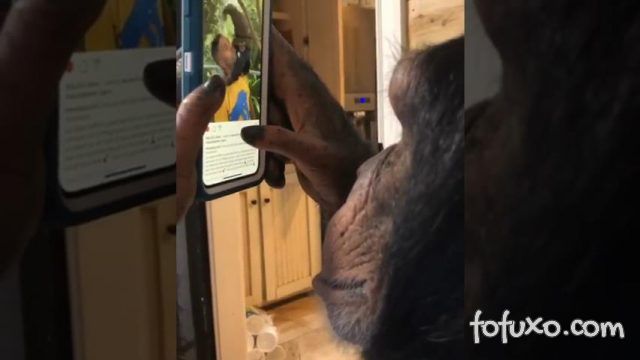 Vídeo de chimpanzé usando smartphone viraliza na internet