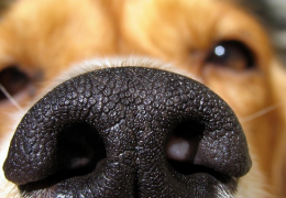 Empresa cria algoritmo para encontrar cães perdidos através do focinho