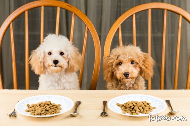 Cachorros podem comer alimentos quentes?