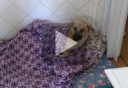 Cachorro destrói quarto da dona e viraliza na internet