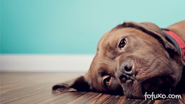 Problemas cardíacos: confira os principais sintomas em cachorros