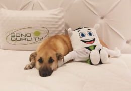 Cachorro Chico se torna “embaixador do sono” de marca de colchões