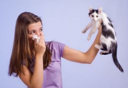 Cientistas desenvolvem vacina contra alergia a pelos de gato