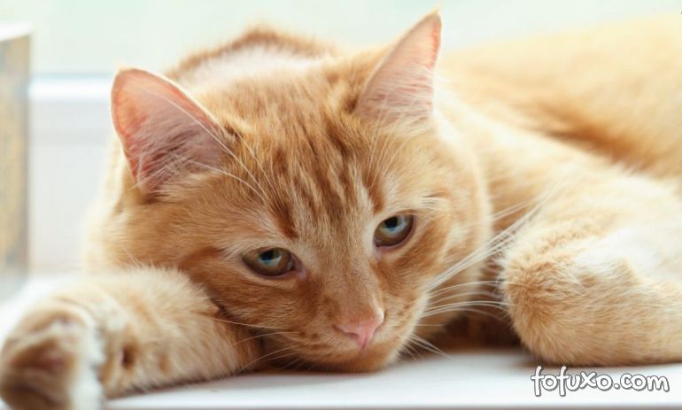 Conheça alguns sinais que podem indicar que seu gato precisa ir ao veterinário
