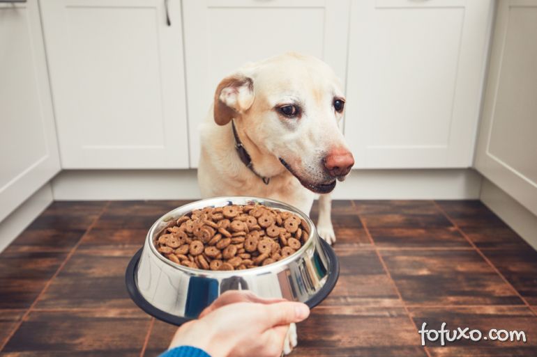 Conheça os erros mais comuns na hora de alimentar um cachorro