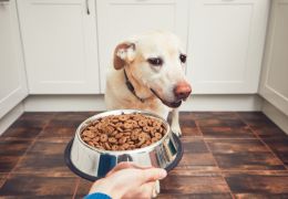 Conheça os erros mais comuns na hora de alimentar um cachorro