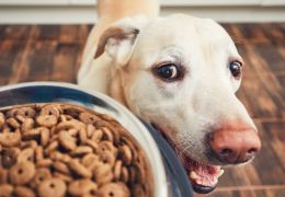 5 dicas para economizar com cães sem prejudicar sua saúde
