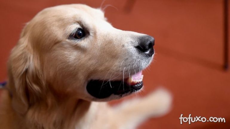 Diferenças cerebrais entre raças de cães podem ter sido moldadas por humanos