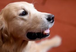 Diferenças cerebrais entre raças de cães podem ter sido moldadas por humanos