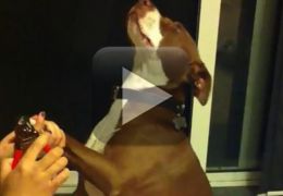 Cachorro finge desmaiar na hora de cortar as unhas