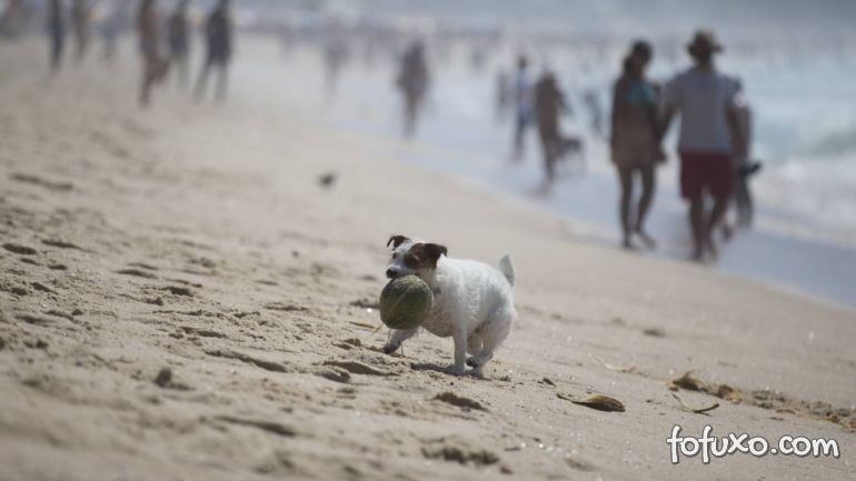 Começa a valer lei que permite cães nas areias das praias do Rio de Janeiro