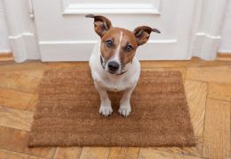 7 dicas para criar um cachorro dentro de apartamento