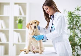 Pesquisa afirma que tutores não priorizam cuidados preventivos em pets