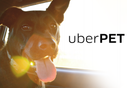 Uber retoma modalidade que permite levar cachorros e gatos no carro