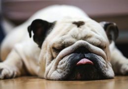 5 motivos que fazem seu cachorro roncar