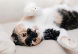 5 erros comuns nos cuidados com os gatos