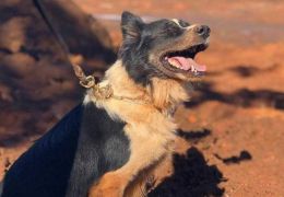Morre cachorro que ajudou nos resgates em Mariana e Brumadinho