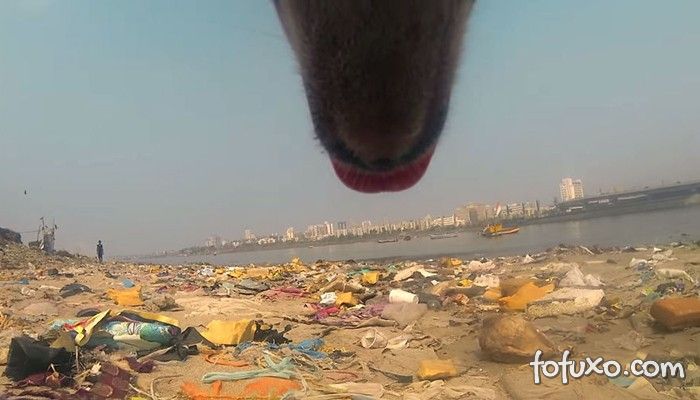 ONG cria vídeo mostrando como vivem os cachorros abandonados