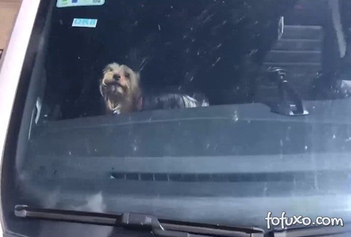 Cachorro é resgatado depois de ficar 1 hora preso dentro de carro