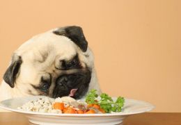 Dicas para fazer uma refeição saudável e caseira para cachorros