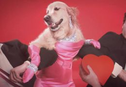 Instagram faz sucesso com cachorro replicando poses de Madonna