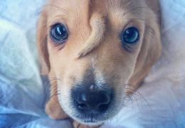 Cachorro que nasceu com “rabo” na testa ganha um novo lar