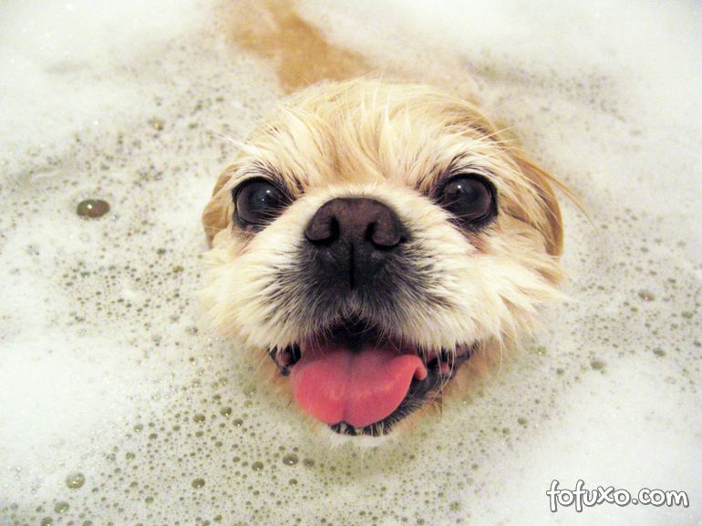 Quantos banhos o cachorro deve tomar no verão?