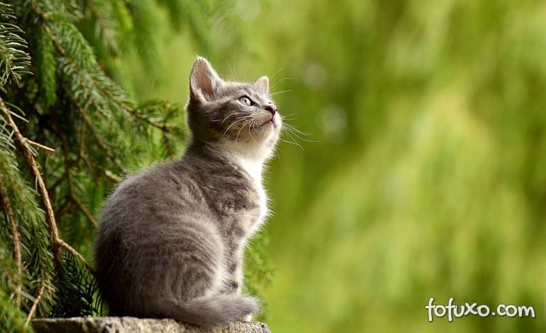 Miados de gatos podem ter sotaques diferentes