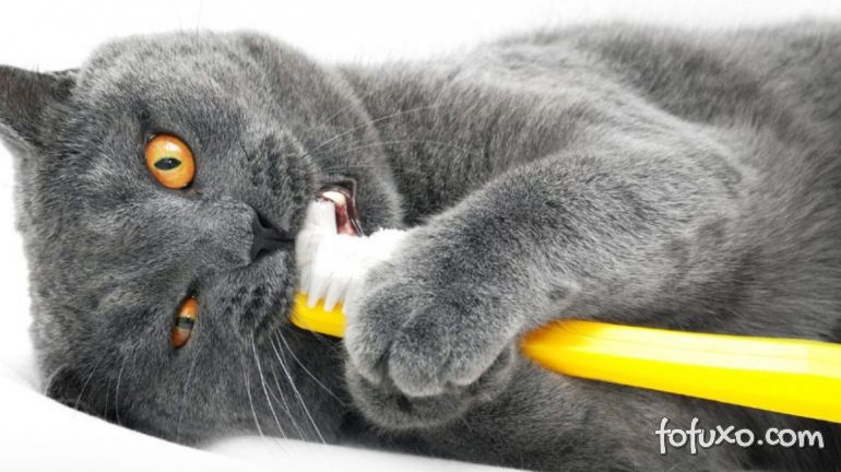 É preciso escovar os dentes dos gatos?